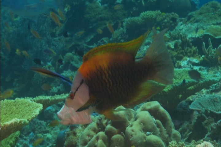 Грёзы Кораллового моря: Пробуждение (2009)