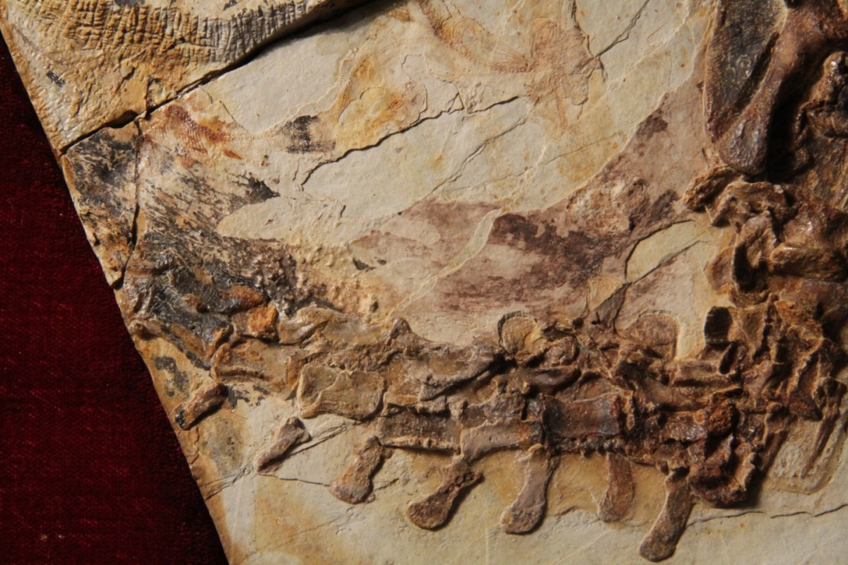 Кадры из Восстание животных: Триумф позвоночных (2013)