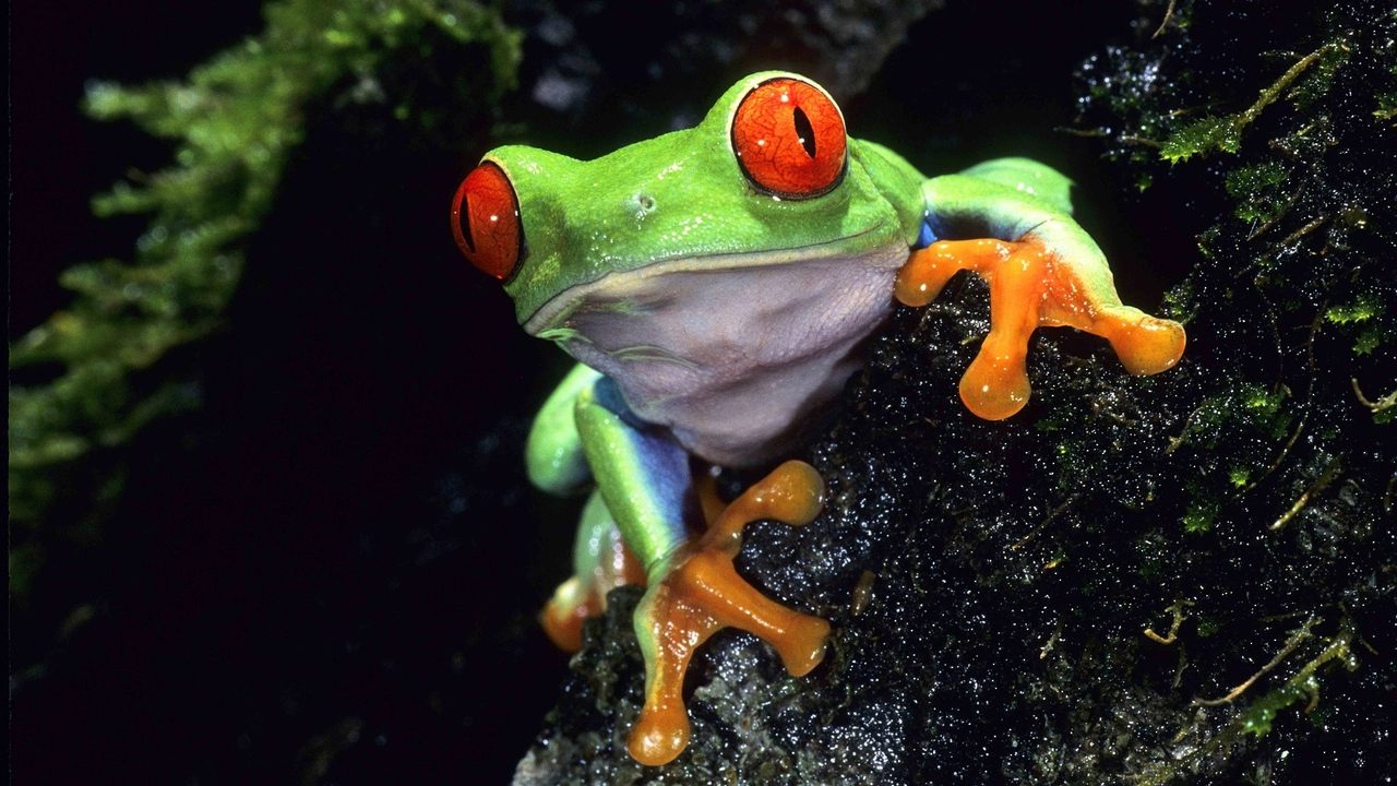 Кадры из Жизнь на Земле (1979)