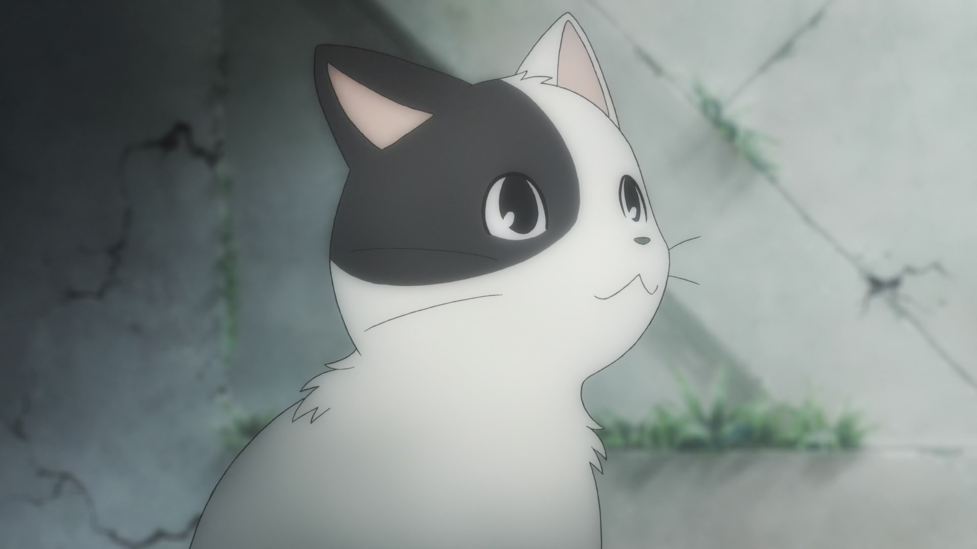 Кадры из Димо (2021)